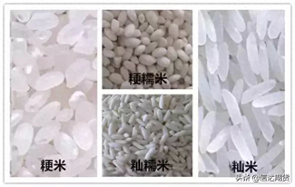 粳米期货即将上市，一文读懂粳米到底是个什么米_https://www.shscx.com_粳米_第1张