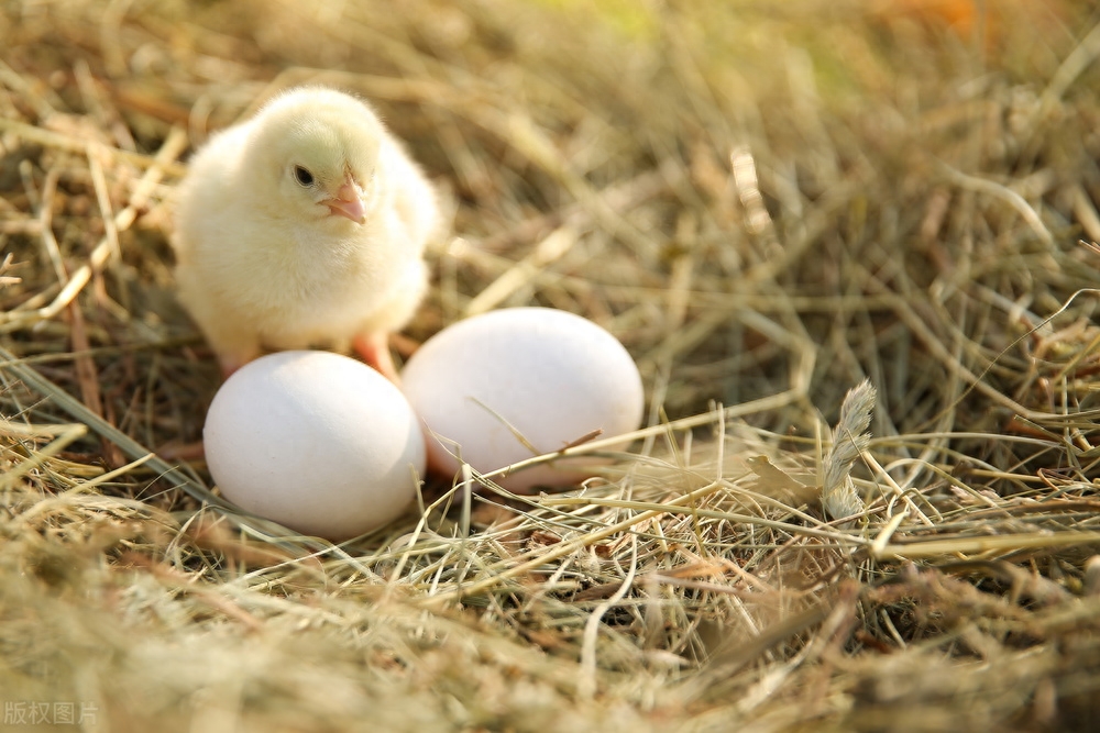 鸡蛋期货价格主要受什么因素影响？做鸡蛋期货需要多少钱？_https://www.shscx.com_鸡蛋_第1张