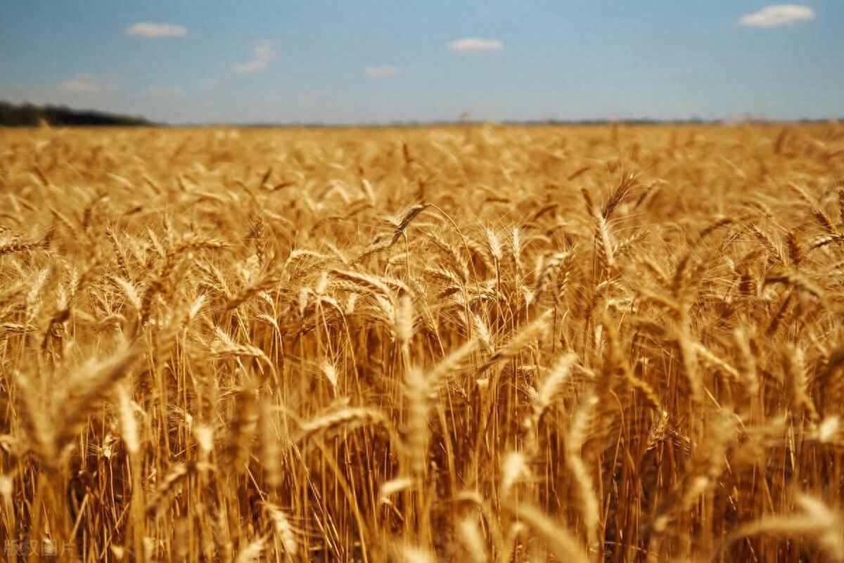 小麦“反转”，美玉米出口骤降！6月的美农报告“意外”挺多_https://www.shscx.com_美小麦_第1张