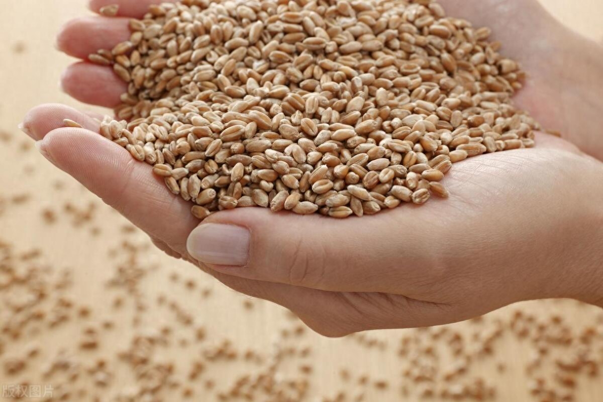 小麦“反转”，美玉米出口骤降！6月的美农报告“意外”挺多_https://www.shscx.com_美小麦_第2张