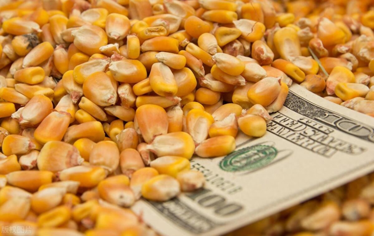 小麦“反转”，美玉米出口骤降！6月的美农报告“意外”挺多_https://www.shscx.com_美小麦_第3张
