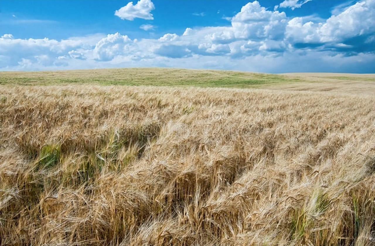 美小麦弃收率大幅飙升！美国开始罕见进口欧盟小麦，这是真急了？_https://www.shscx.com_美小麦_第1张