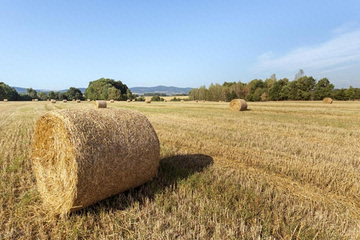 美小麦弃收率大幅飙升！美国开始罕见进口欧盟小麦，这是真急了？_https://www.shscx.com_美小麦_第3张