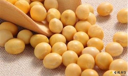 期货大豆一手(期货大豆一手是多少吨)_https://www.shscx.com_玉米_第1张