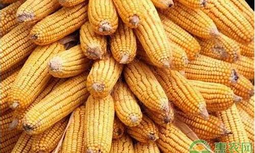 玉米大盘价格惠农网(大宗玉米交易价格走势)_https://www.shscx.com_豆粕_第1张